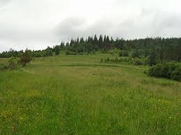 Zwinin